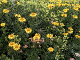 fototur_-__day_4_-_yellow_flowers.jpg